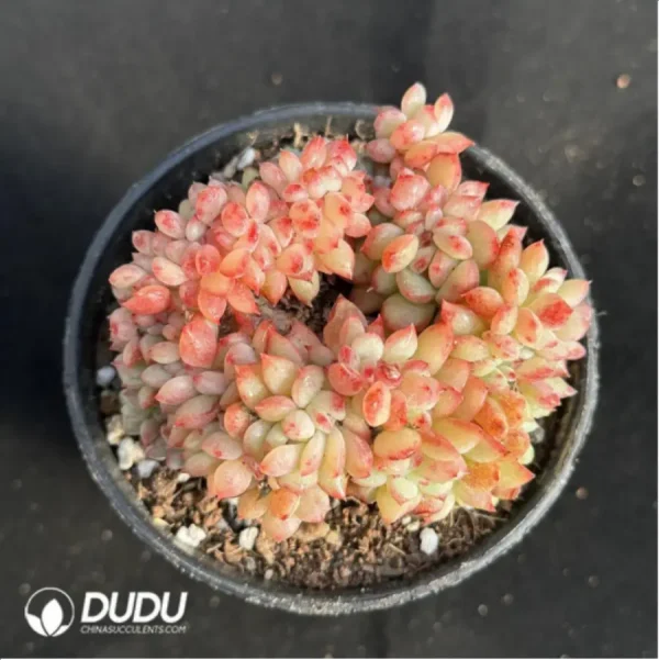 1756115002-1-2489.webp Echeveria Red King Cristate - Image 1