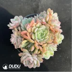 Echeveria Onslow Clustering - Image 2
