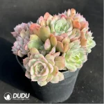 Echeveria Onslow Clustering - Image 3