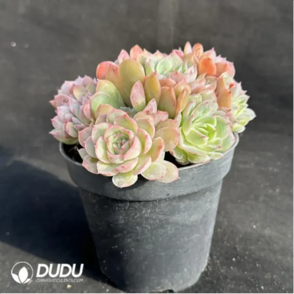 Echeveria Onslow Clustering - Image 4