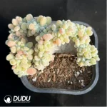 Echeveria Frosty .Cristate Clustering - Image 2
