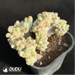 Echeveria Frosty .Cristate Clustering - Image 3