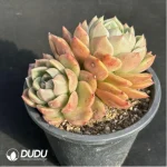 Echeveria Ice city Double Head