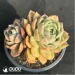 Echeveria Ice city Double Head - Image 2