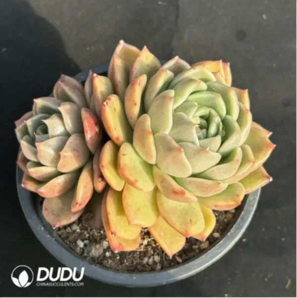 Echeveria Ice city Double Head - Image 2