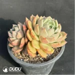 Echeveria Ice city Double Head - Image 3