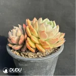 Echeveria Ice city Double Head - Image 4