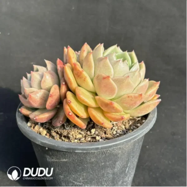 Echeveria Ice city Double Head - Image 4