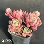 Echeveria Chabot Clustering