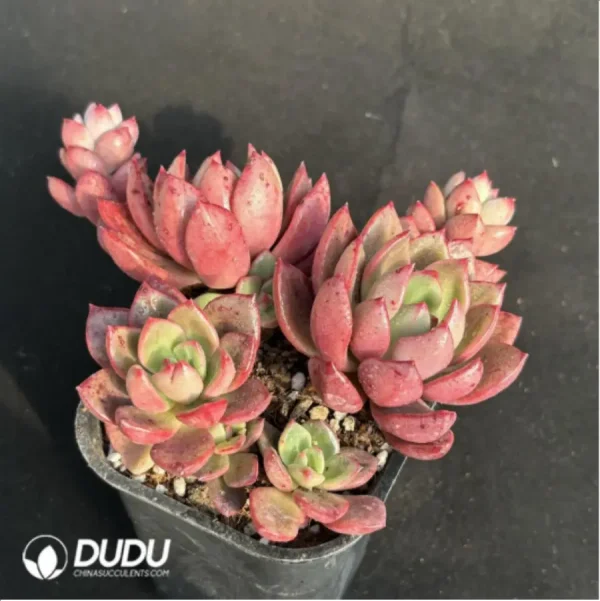 1756115018-2-1634.webp Echeveria Chabot Clustering - Image 2