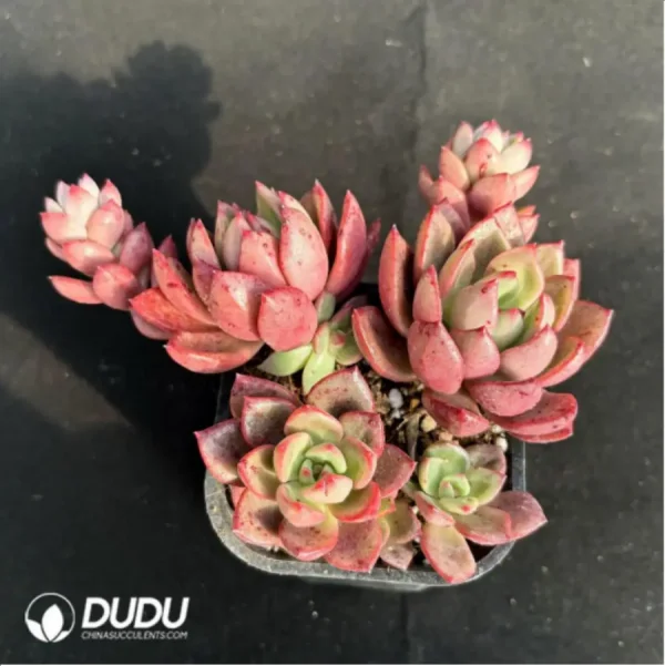1756115018-3-273.webp Echeveria Chabot Clustering - Image 3