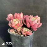 Echeveria Chabot Clustering - Image 4