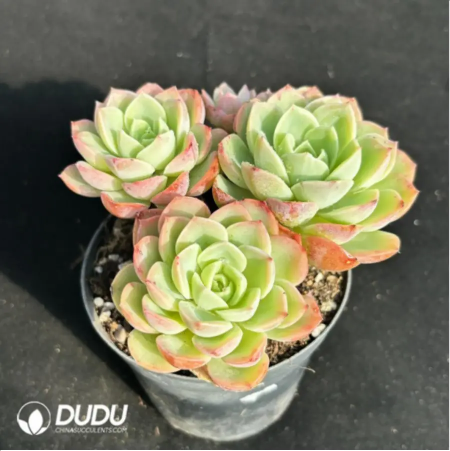 1756115020-1-2481.webp Echeveria Orange Hami melon Clustering - Image 1