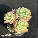 Echeveria Orange Hami melon Clustering - Image 2