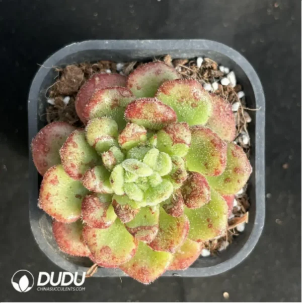 1756115023-1-2478.webp Echeveria Caroline - Image 1