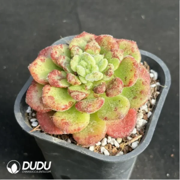 Echeveria Caroline - Image 2