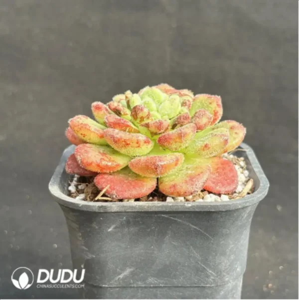 Echeveria Caroline - Image 4