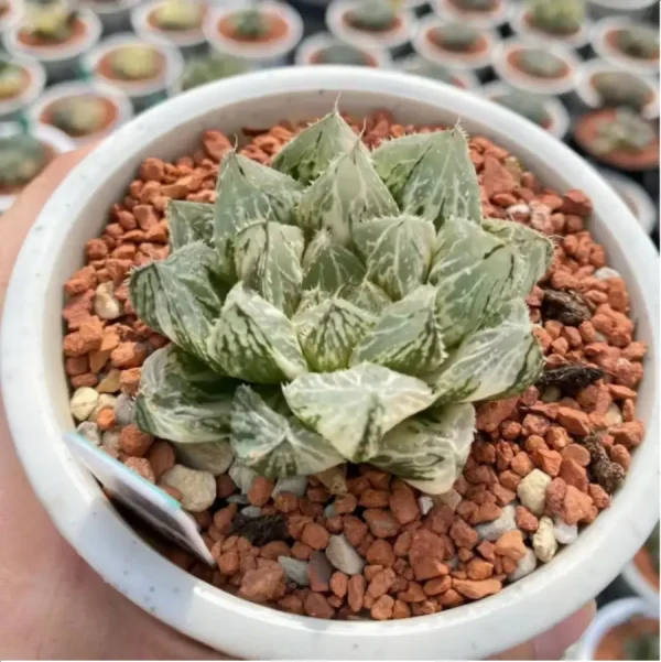Haworthia Loulan variegated - Image 1