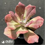 Echeveria diamond variegated