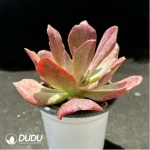 Echeveria diamond variegated - Image 2