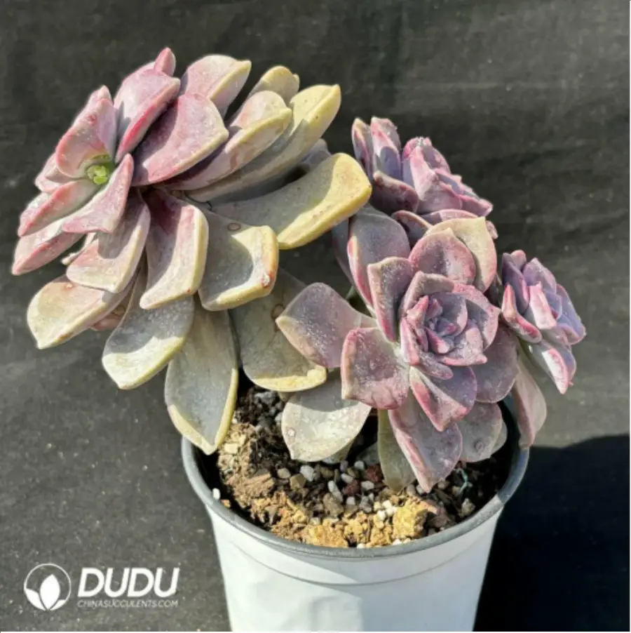 1756115036-1-2473.webp Graptopetalum 'Snow-White' clustering - Image 1