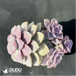 Graptopetalum 'Snow-White' clustering - Image 2