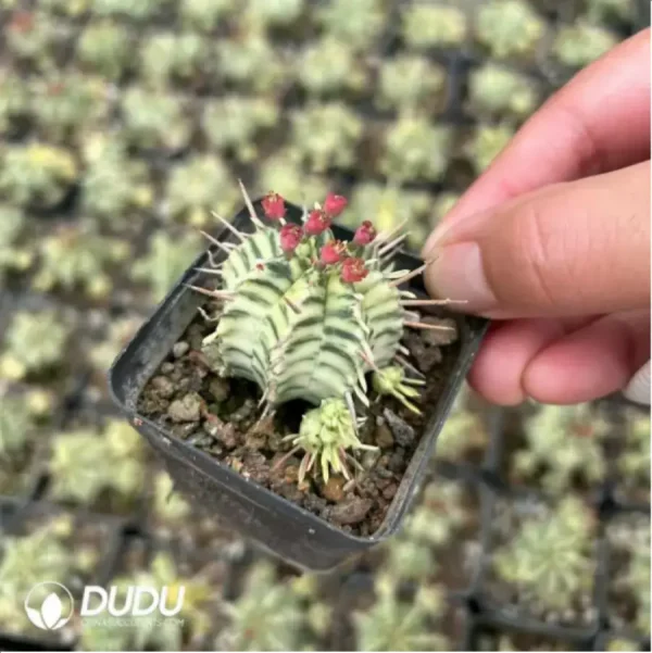 Euphorbia meloformis f. variegated - Image 1