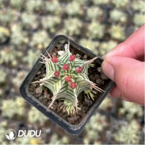 Euphorbia meloformis f. variegated - Image 2