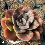 Echeveria Brumenka variegated