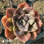 Echeveria Brumenka variegated - Image 2