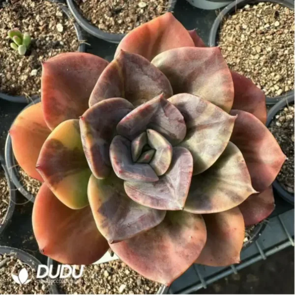 Echeveria Brumenka variegated - Image 2
