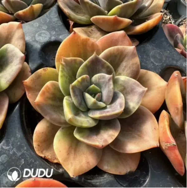 Echeveria Brumenka variegated - Image 3