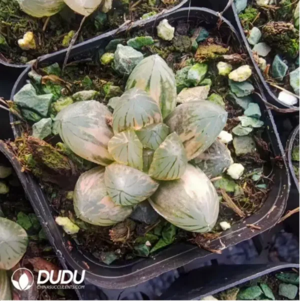 Haworthia 0M - Image 1