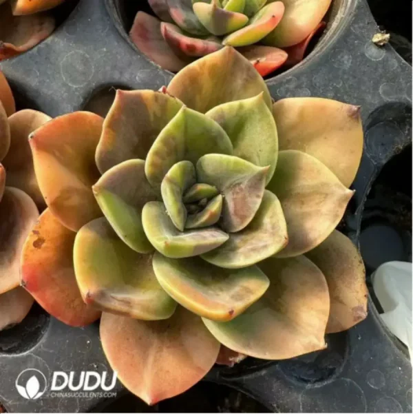 Echeveria Brumenka variegated - Image 4