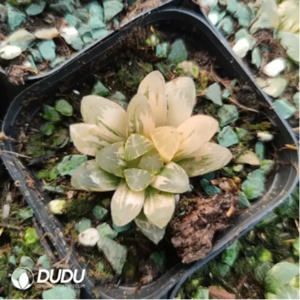 Haworthia Northern lights - Image 1