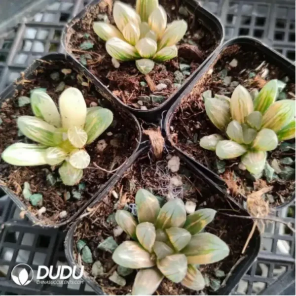 Haworthia Japanese cicada - Image 1