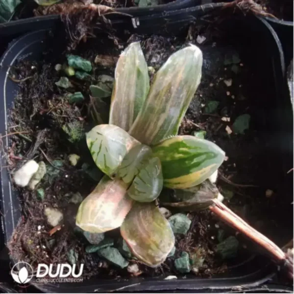 Haworthia crystal variegated - Image 1