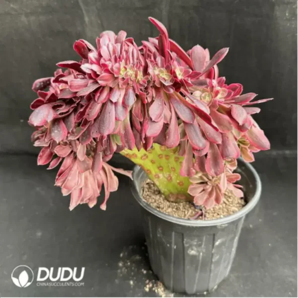 1756115050-1-2425.webp Aeonium Medusa Cristata - Image 1