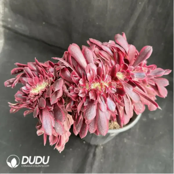 1756115051-2-1582.webp Aeonium Medusa Cristata - Image 2