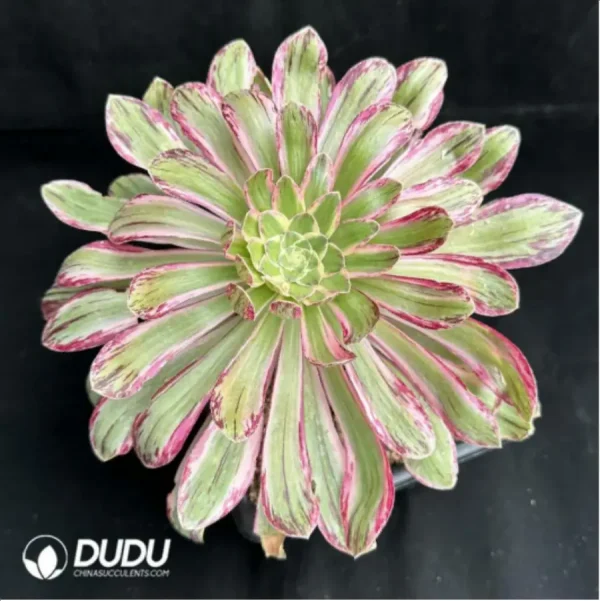 Aeonium V variegated - Image 1