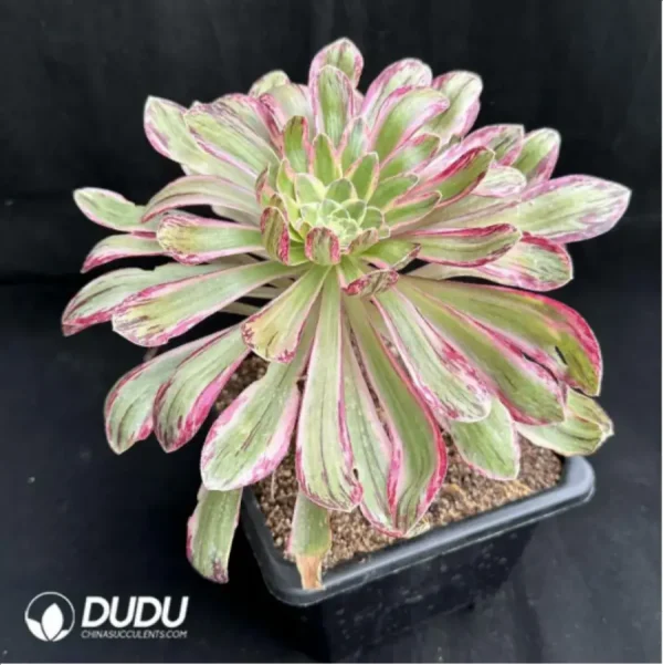 Aeonium V variegated - Image 2