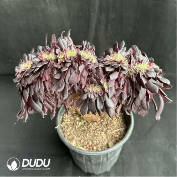 1756115054-1-2423.webp Aeonium arboreum Velour Cristata - Image 1