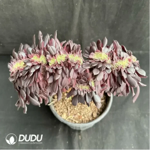 1756115054-2-1580.webp Aeonium arboreum Velour Cristata - Image 2