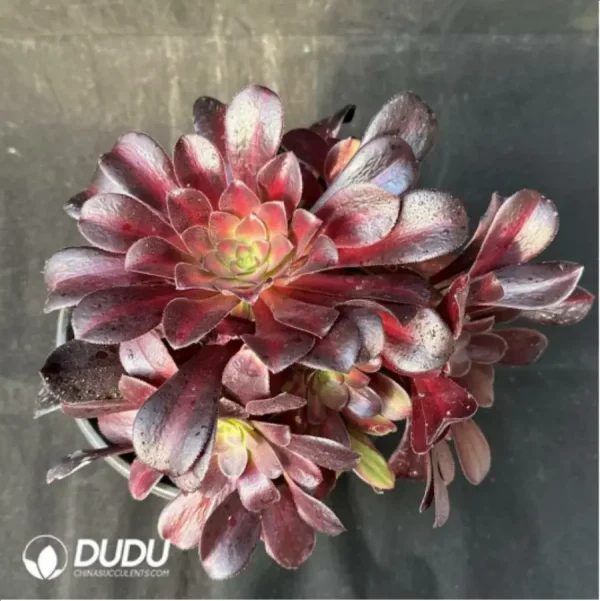 Aeonium Huana clustering - Image 1