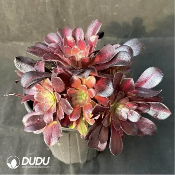 Aeonium Huana clustering - Image 2