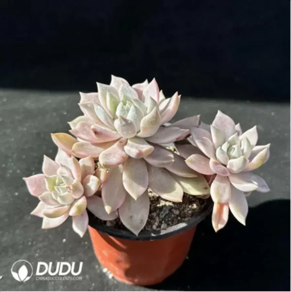 1756115060-2-1576.webp Echeveria Blood Moon Variegated Clustering - Image 2