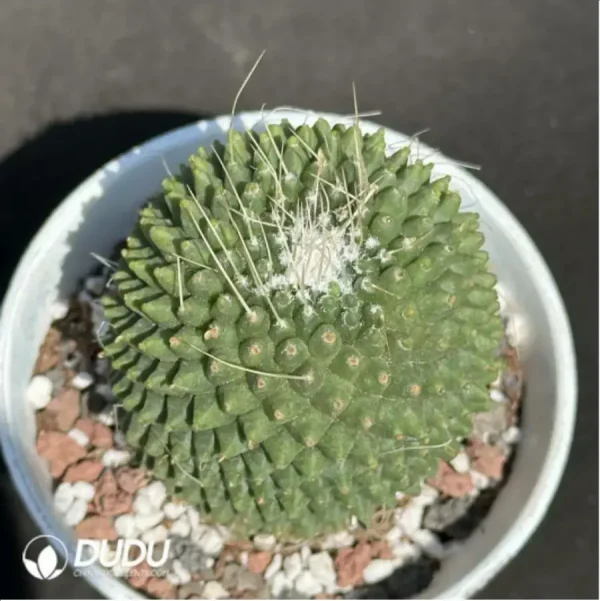 1756115061-1-2187.webp Cactus-Cholla - Image 1