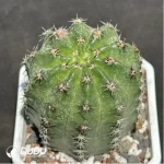 Cactus-Eriosyce