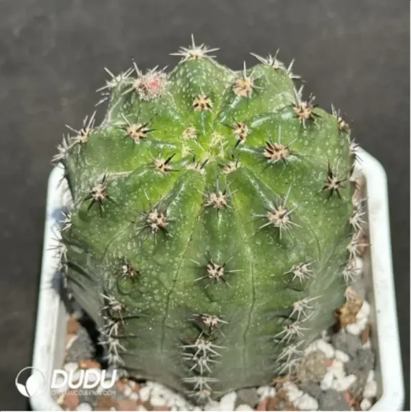 Cactus-Eriosyce - Image 1