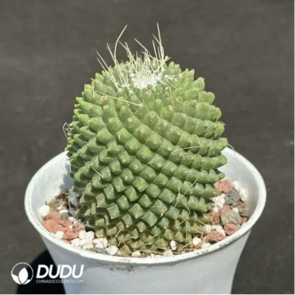 Cactus-Cholla - Image 2